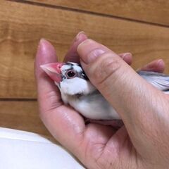 千葉県北西部で、50代前後の、女性でお茶とか行ける、動物が好きな...