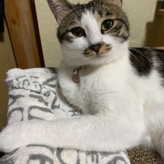 ネコを探しています