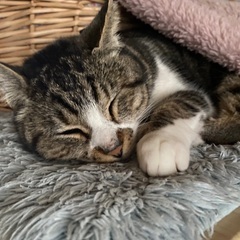 キジ白の女の子😽人馴れしており大人しい子ですが片目が不自由です😿...