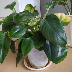 観葉植物🪴フィロデンドロン・バーキン