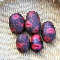 グランドペチカ 種芋 欲しいです