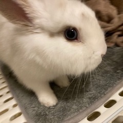 ライオンラビット
