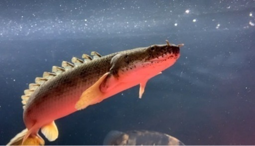 ポリプテルス　引き渡し決定しました。