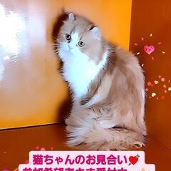 3/3(日)譲渡会♪2023/1/22生アメリカンカール♀レッド...