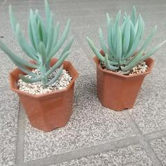 多肉 美空の鉾 🌵✨🐝の画像