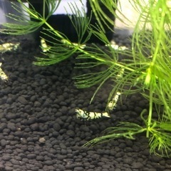 【水槽セット】ブラックファンシーシュリンプ(抱卵個体含む)の画像