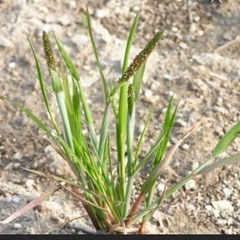 麦の雑草退治でお困りの方❗️の画像
