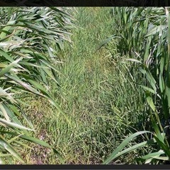 麦の雑草退治でお困りの方❗️の画像