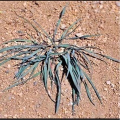 麦の雑草退治でお困りの方❗️の画像