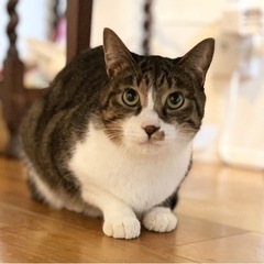 🐈【キジシロ】透き通るようなグリーンアイ✨👀✨のハンサムボ…