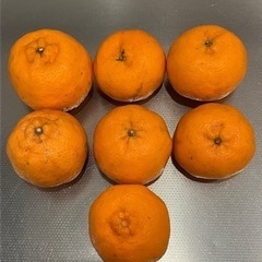 ポンカン・デコポン