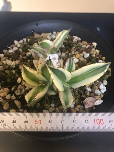 アガベ　スナグルトゥース