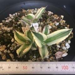 アガベ　スナグルトゥース