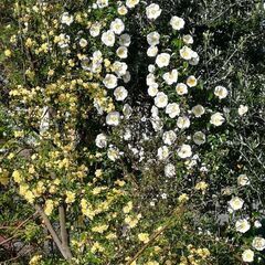 三島でwellBeingの居場所づくりをしたーい