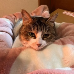 ミケトラ♀とても人懐っこいです − 富山県