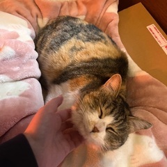 ミケトラ♀とても人懐っこいです - 猫