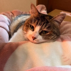 ミケトラ♀とても人懐っこいです