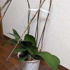 胡蝶蘭　鉢植え
