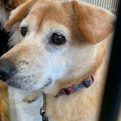 🐶Qちゃんの里親様大大大大募集⚠️急ぎで里親様大募集致します⚠️