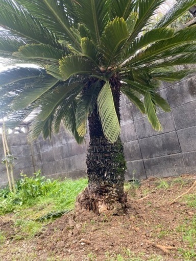 ソテツ　追加料金で配達も可