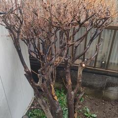 差し上げます　ドウダンツツジ