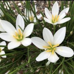 園芸花「タマスダレ」プランターごとの画像