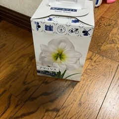 アマリリス　スノーホワイト