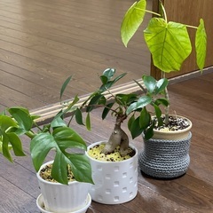 植物3つ