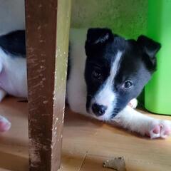 ❤️❤️❤️２ヶ月の子犬里親募集❤️❤️❤️