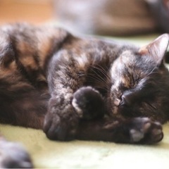 【在宅もあり】猫さんのお世話やオリジナルグッズ作り【就B】の画像