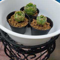 【特選】七福神　多肉植物　エケベリア　ポット苗　お得な３苗セット