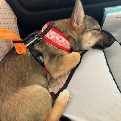 🐕も家族って方お友達になりたいです。 - 友達