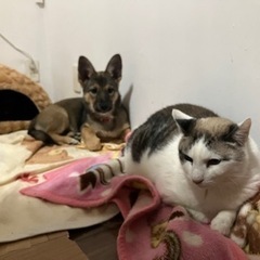 🐕も家族って方お友達になりたいです。