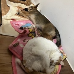 🐕も家族って方お友達になりたいです。 - 那覇市