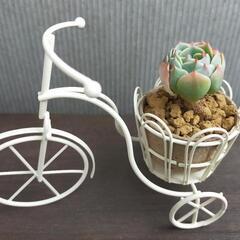 【美麗】七福神　多肉植物　エケベリア　セット　アイアン自転車付き　