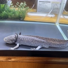 ウーパールーパー差し上げます。の画像