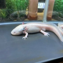 ウーパールーパー差し上げます。の画像