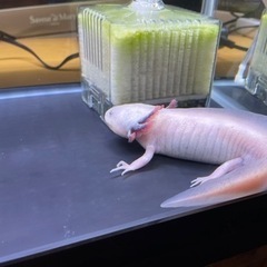 ウーパールーパー差し上げます。の画像