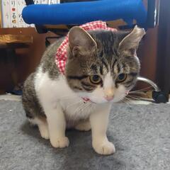 かわいい猫約1歳🍓優しい里親様募集❤️😺