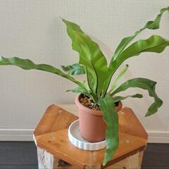 🌿ミニミニオオタニワタリ🌿①の画像