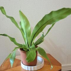 【🌿ミニミニオオタニワタリ🌿②の画像