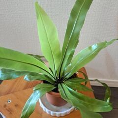 【🌿ミニミニオオタニワタリ🌿②の画像