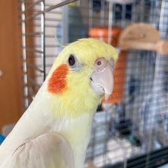 迷子のオカメインコ探しています！