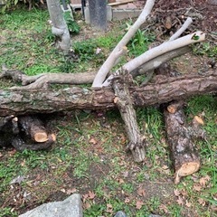 薪　マキ　伐採した木の画像