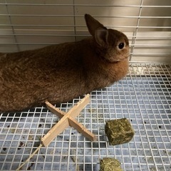ネザーランド雌