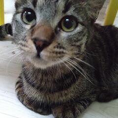 候補者さまとお話し中　栗山の栗🌰兄弟　甘栗ちゃん♂ - 夕張郡