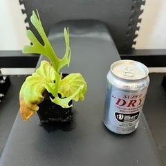 ビカクシダ　リドレイ