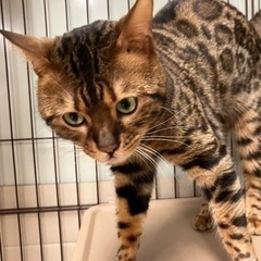 ベンガルの男の子。（代理投稿になります）