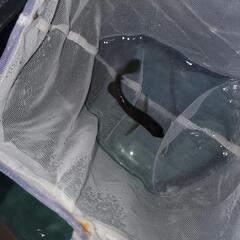アロワナ　ノーザンバラムンディ　幼魚