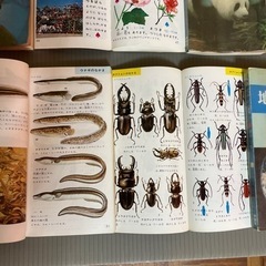 古本：ポケット図鑑　7冊の画像